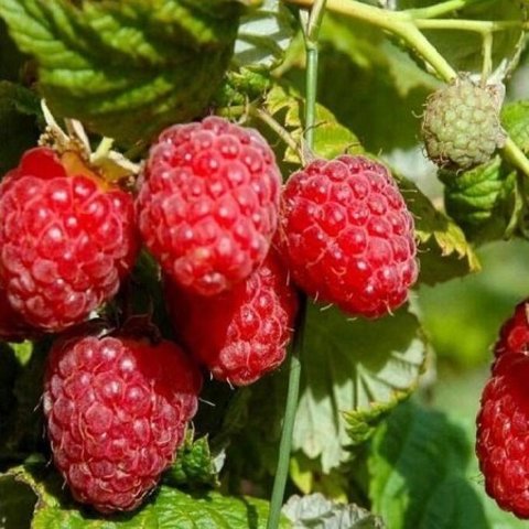 Малина Алая Россыпь красная С2 20-40 ЦО по цене  Малина Алая Россыпь красная С2 20-40 ЦО