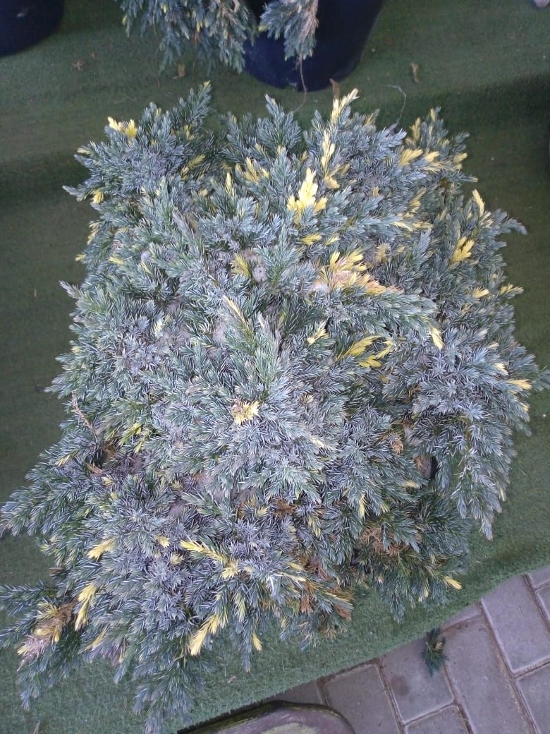 Можжевельник чешуйчатый Флореант v25 Bl 