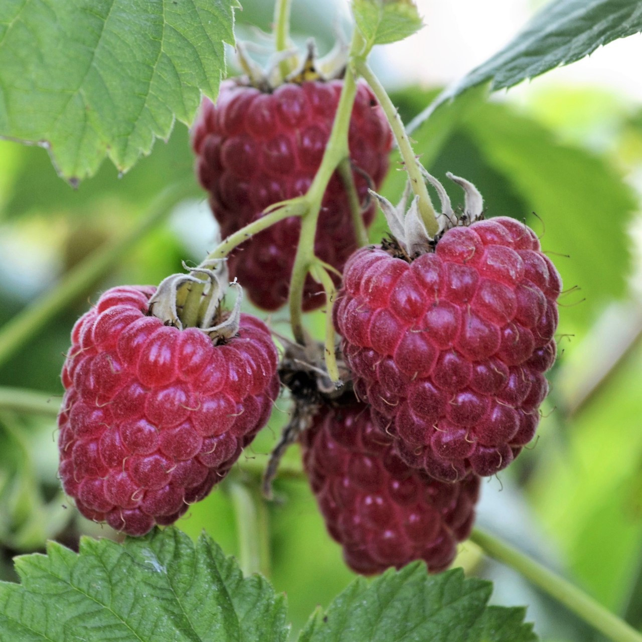 Малина Жаклин красн v2 Lav 