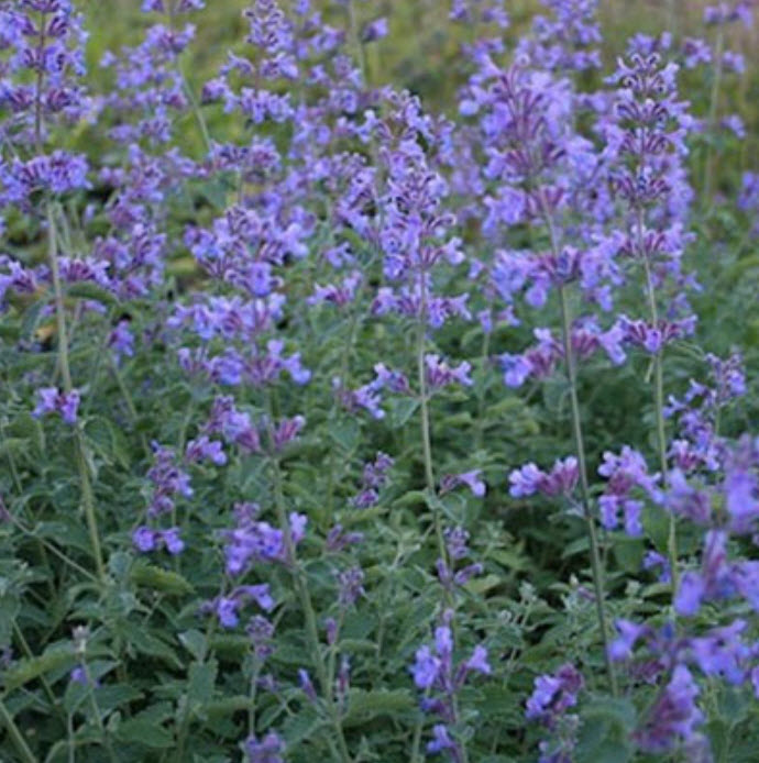 Корневище Котовник Фассена Сикс Хиллс Джайнт 1шт. Поиск 