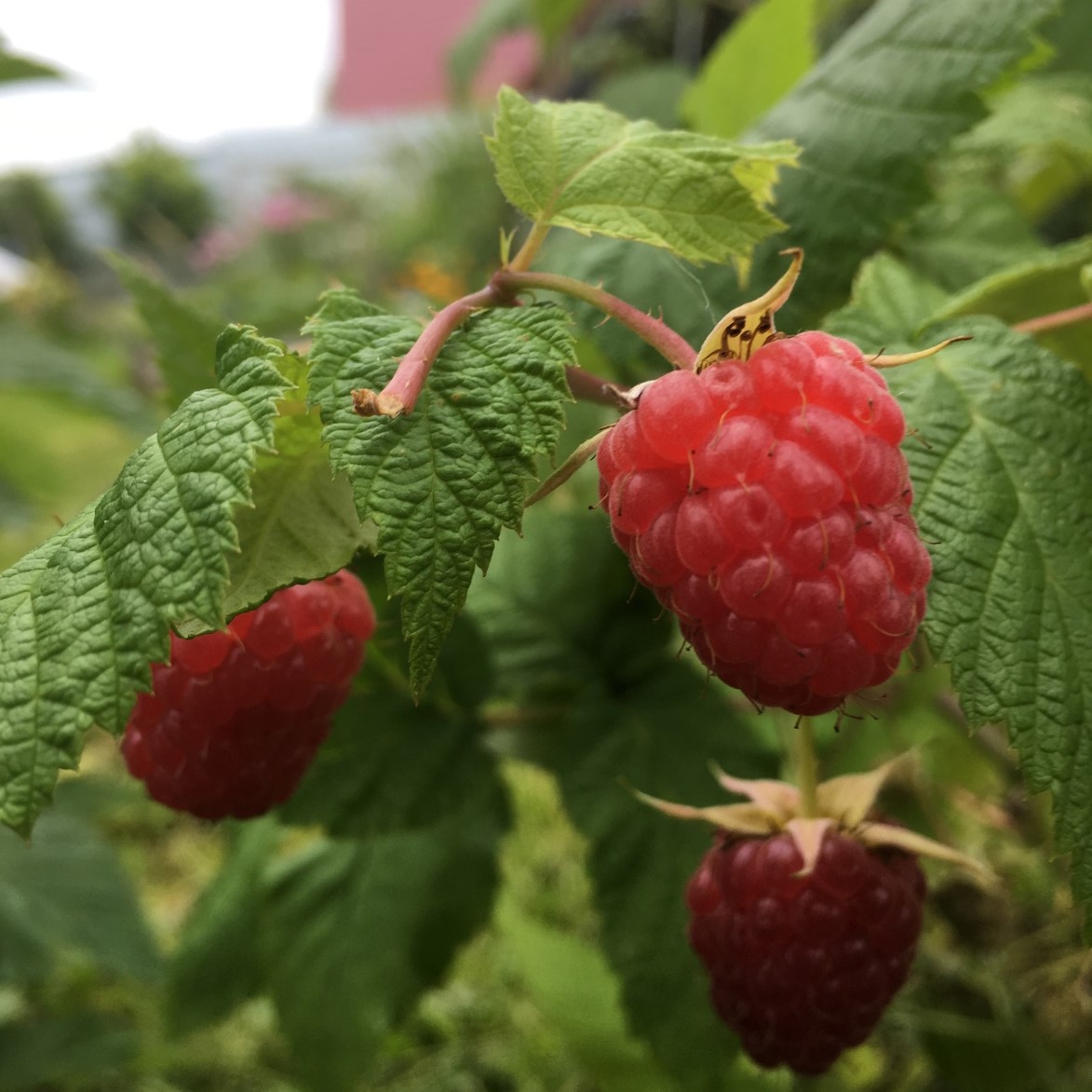 Малина ремонтантная Карамелька, красная в коробке Tim 