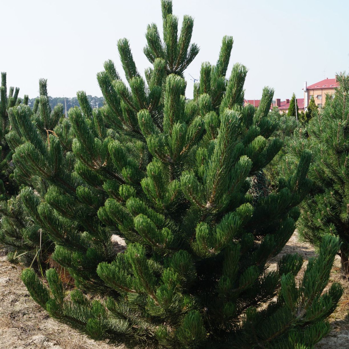 Сосна черная Орегон Грин C20 50-60 CM TW 