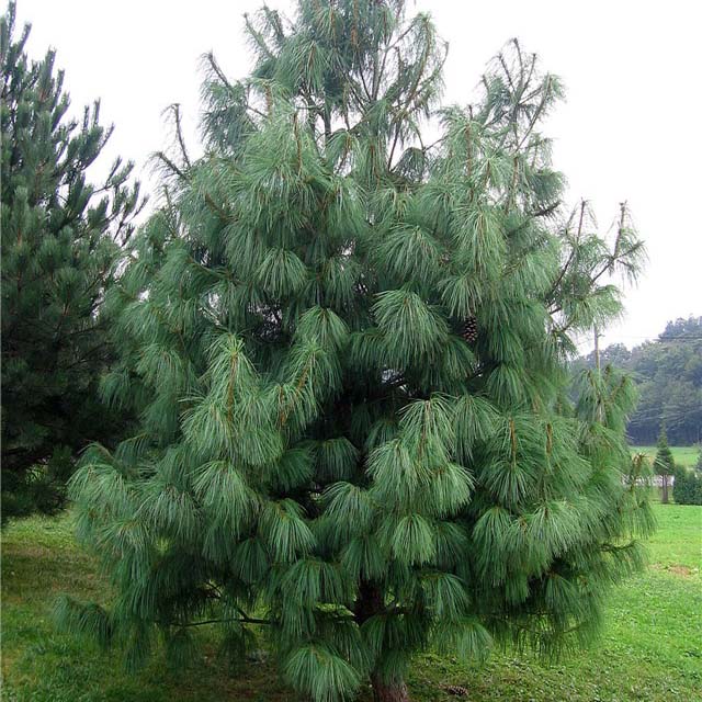 Растение сосна гималайская с3/20-30  Bor 