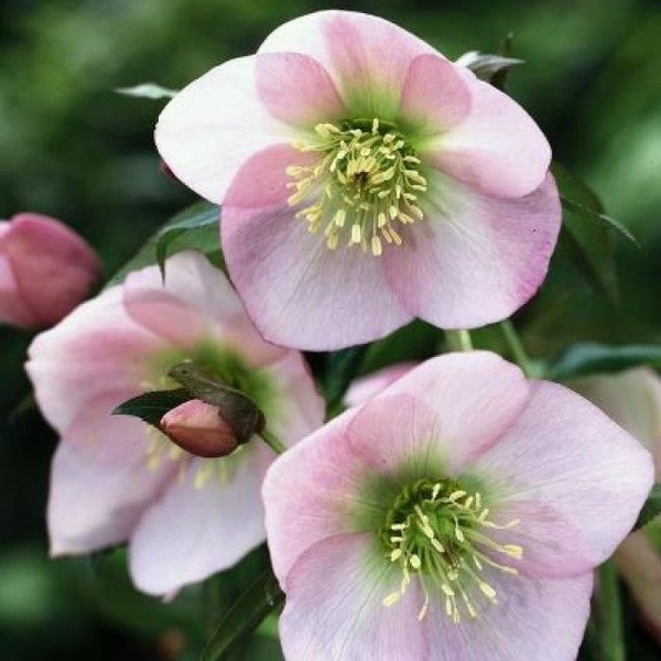 Морозник восточный Претти Элен Пинк С2 ЦО 