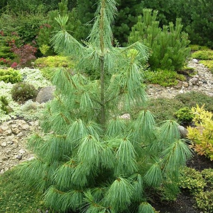 Сосна гималайская валлихиана v3 20-30 Bor 