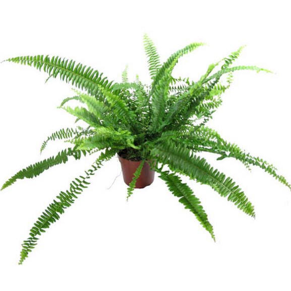 Нефролепис Витале d12 h 20 