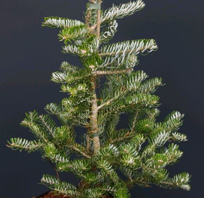 Пихта корейская Фрости 50-60 