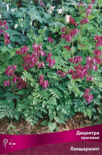 Кореневище Дицентра красивая Лакшариэнт 1шт Поиск 