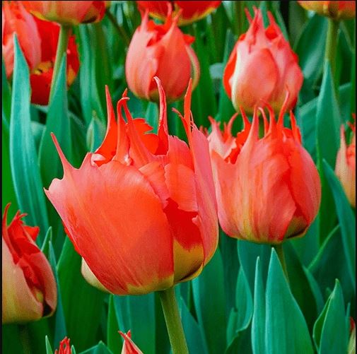 Луковица НВМ Тюльпан Дарвина Роббедос 11/12  красный 4шт 