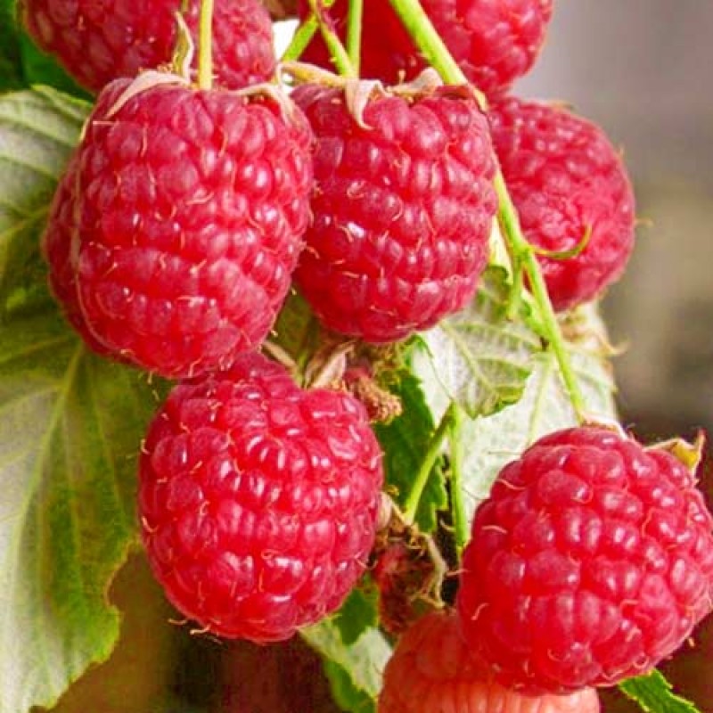 Малина ремонтантная Полана красная в коробке Tim 