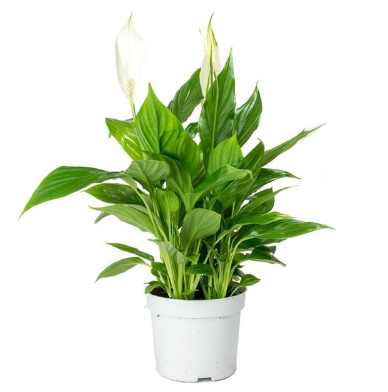 ОсновноеИзображение