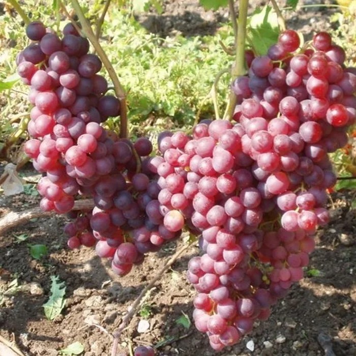 Виноград Воевода фиол. в коробке ЦО 