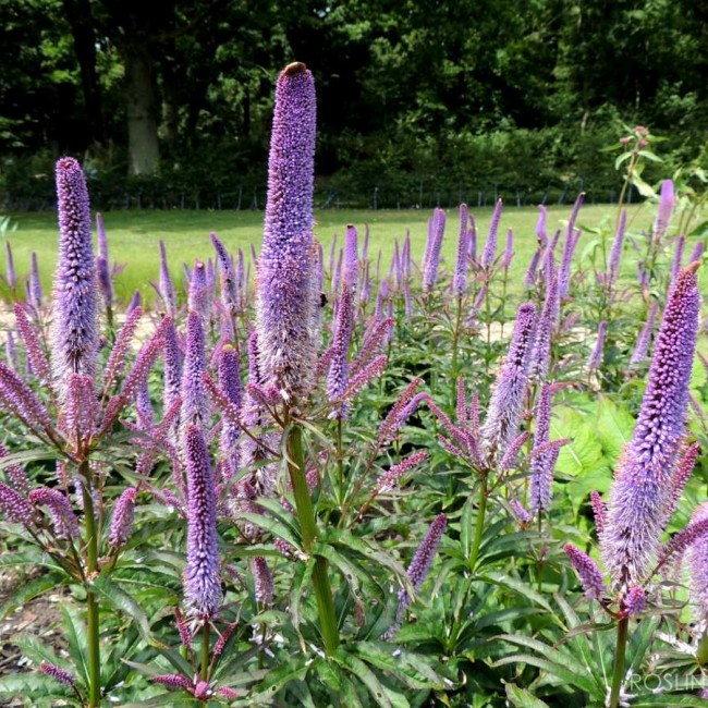 Вероникоаструм v3 Push 