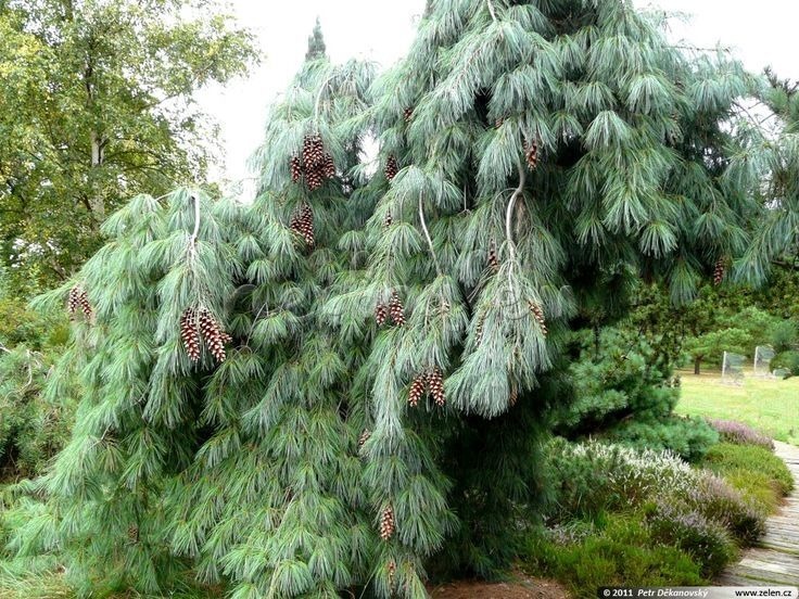 Сосна монтикола Пендула 30-40 cm Mt 