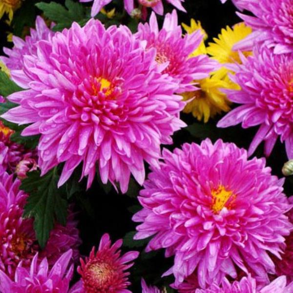 Астра Исланд многолетняя d13 bix 