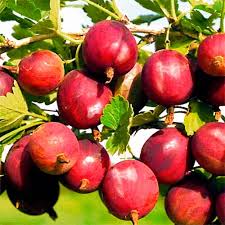 Крыжовник Конфетный красный v2 Tim 