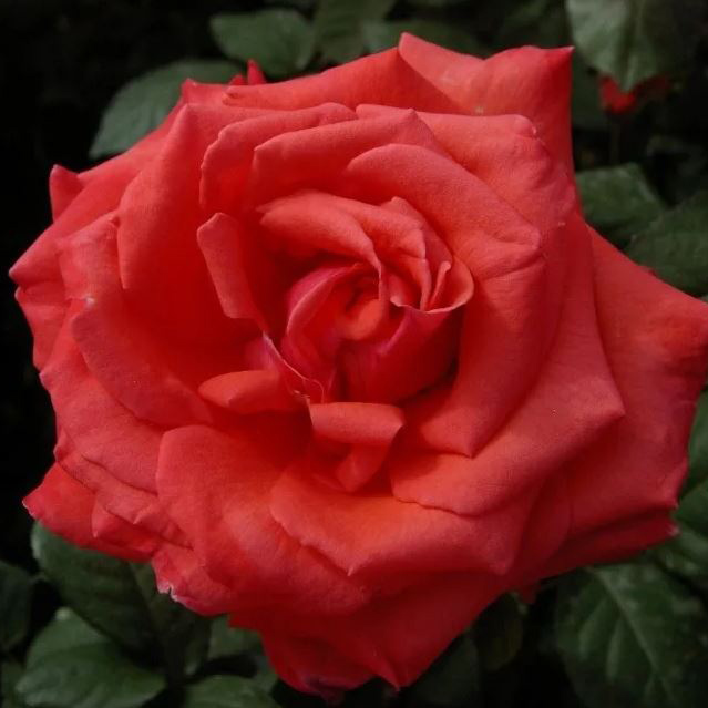 Роза чайно-гибридная Принц Клаус v7 Tim 