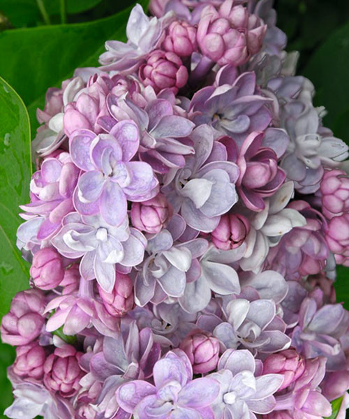 Сирень Память о Вавилове v1 Tim 