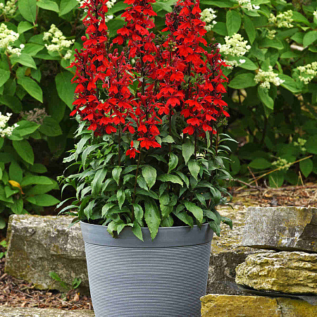 Лобелия прекрасная Старшип Роуз d12  ХР 