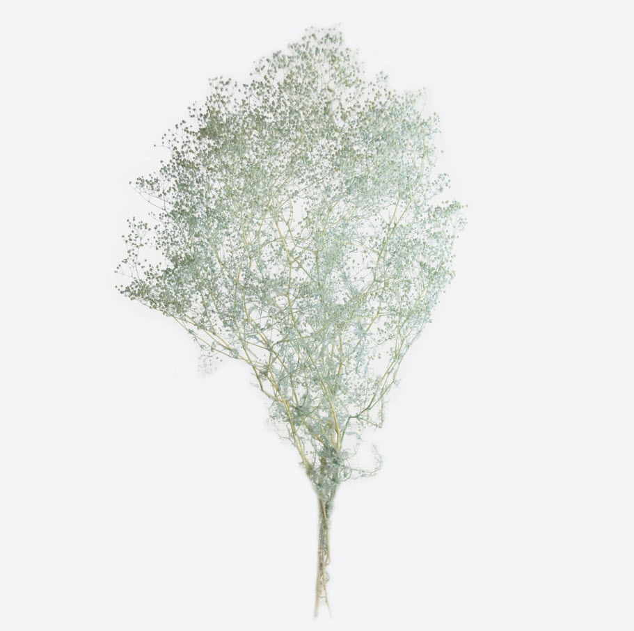 Сухоцветы Гипсофилы набор 50гр 60см, голубой по цене 