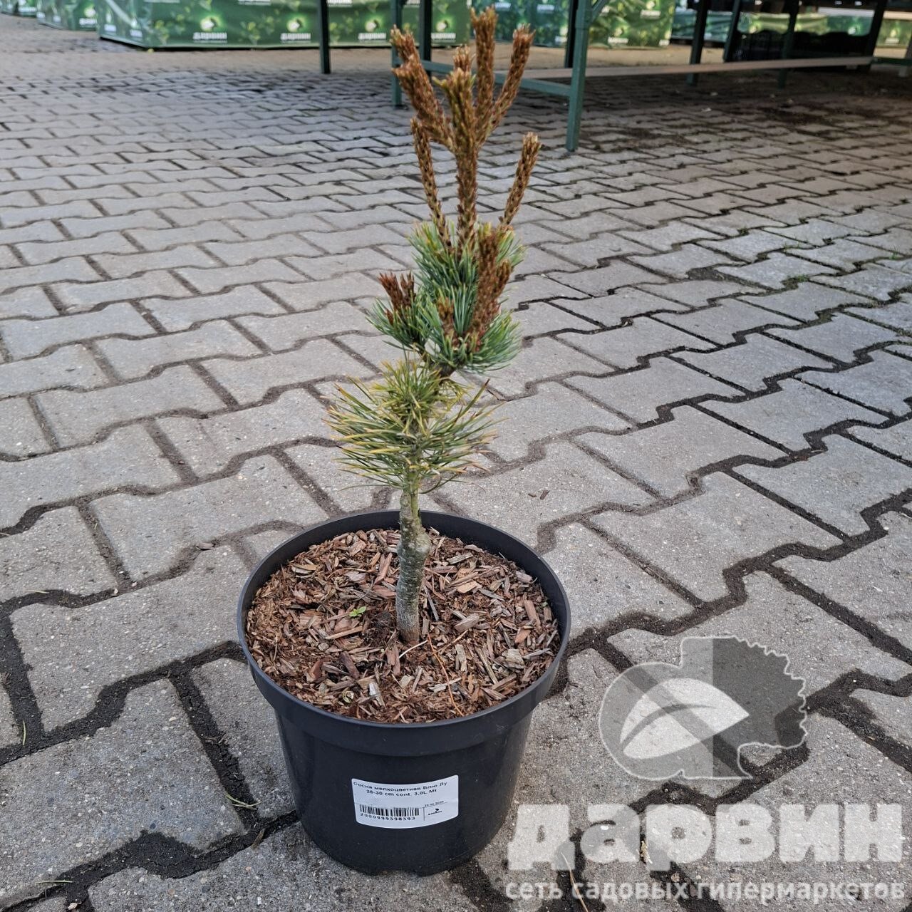 Сосна мелкоцветная Блю Лу 25-30 cm cont. 3,0L Mt 