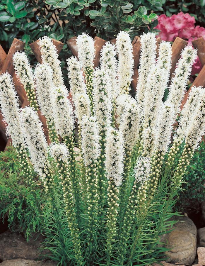 Корневище Лиатрис Спиката Альба  8/10  10шт 