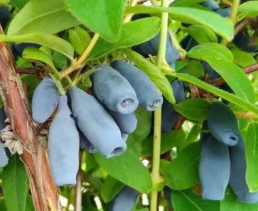 Жимолость съедобная Поклон Сибири С2 ЦО 