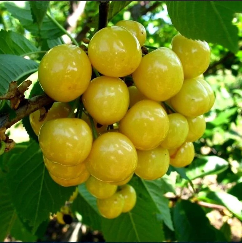 Черешня Малыш, 2-летка Gv 