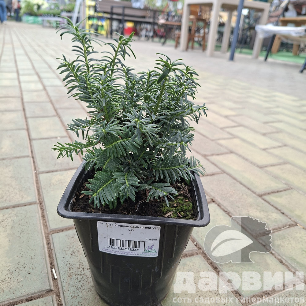 Тисс ягодный Саммерголд v2 Lav 