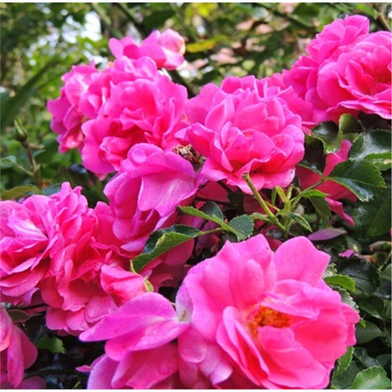 Роза почвопокровная Фуксия Мейяндекор в коробке AV 