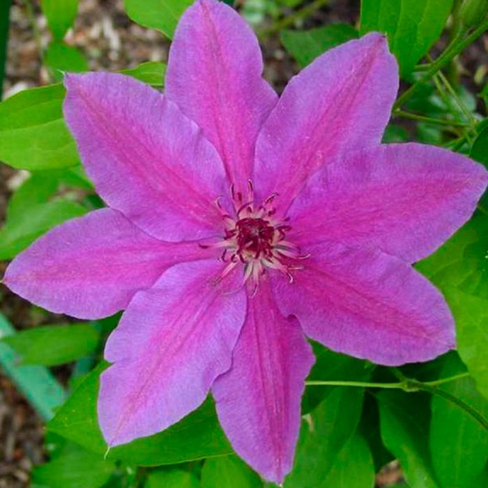 Клематис Барбара Диблей Р9 