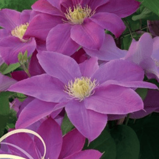 Клематис Распберри Крим P9 