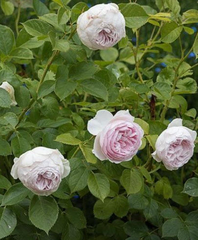 Роза Герцогиня Кристиана в коробке АФ 