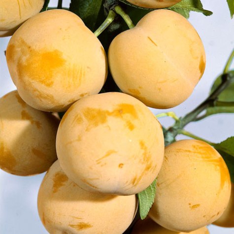 Слива Белая медовая v7 100-140 Tim по цене  Слива Белая медовая v7 100-140 Tim