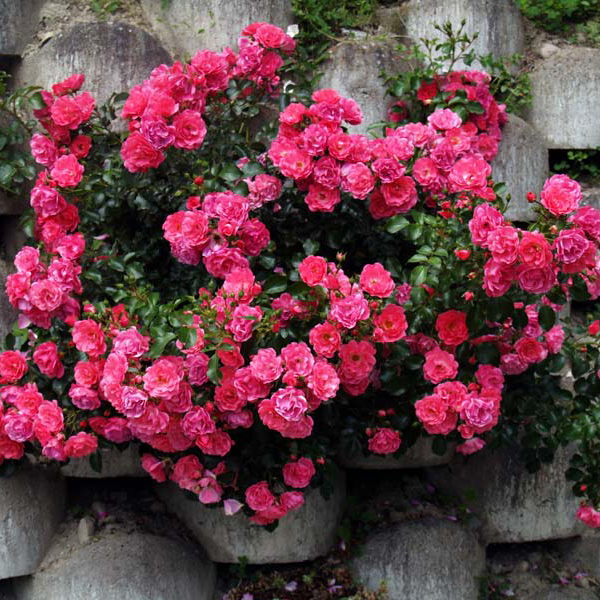 Роза миниатюрная в ассортименте V2 