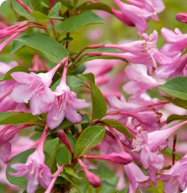 Вейгела цветущая Пинк Принцесс c5 h60-80 