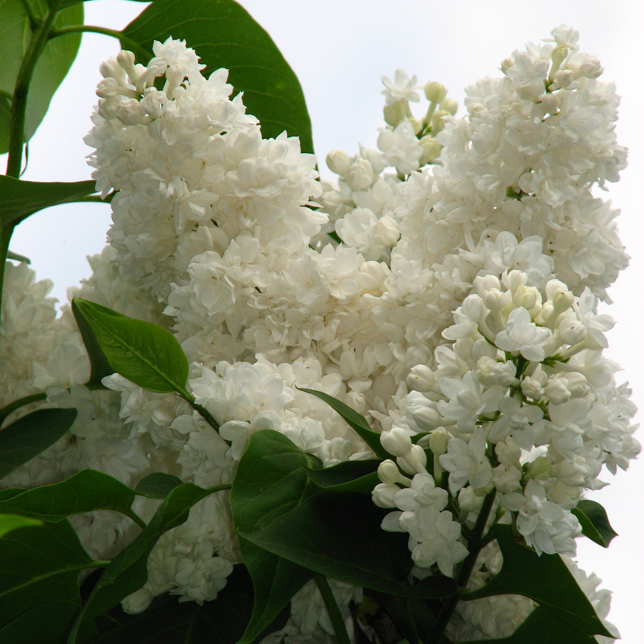 Сирень обыкновенная  Мисс Елен Вилмот с4 40-60см 