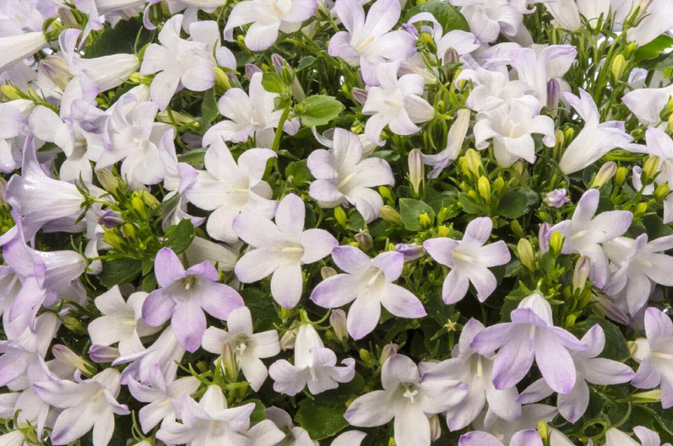 Колокольчик Портеншлага Клоквайз Вайт Блаш d12 ХР 