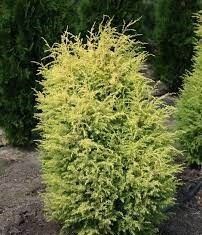 Можжевельник обыкновенный Суецика Ауреа 60-80 