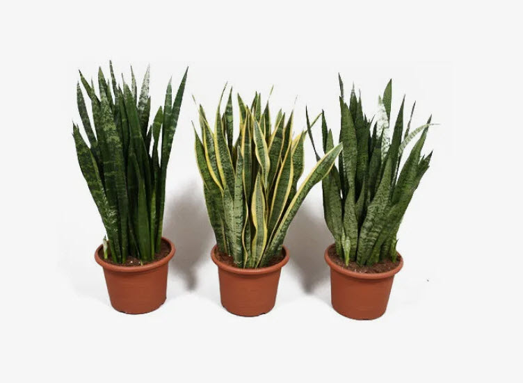 Сансеверия супер микс d12 h30 