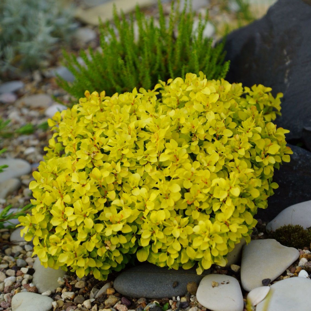 Барбарис тунберга Спешиал Голд v2 Lav 