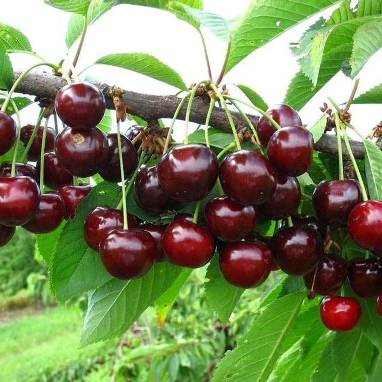 Черешня Лена v5-10 Tim 