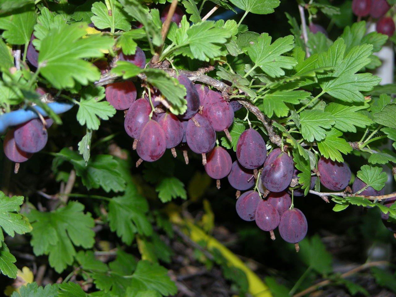 Крыжовник Грушенька фиолетовый v2 Lav 