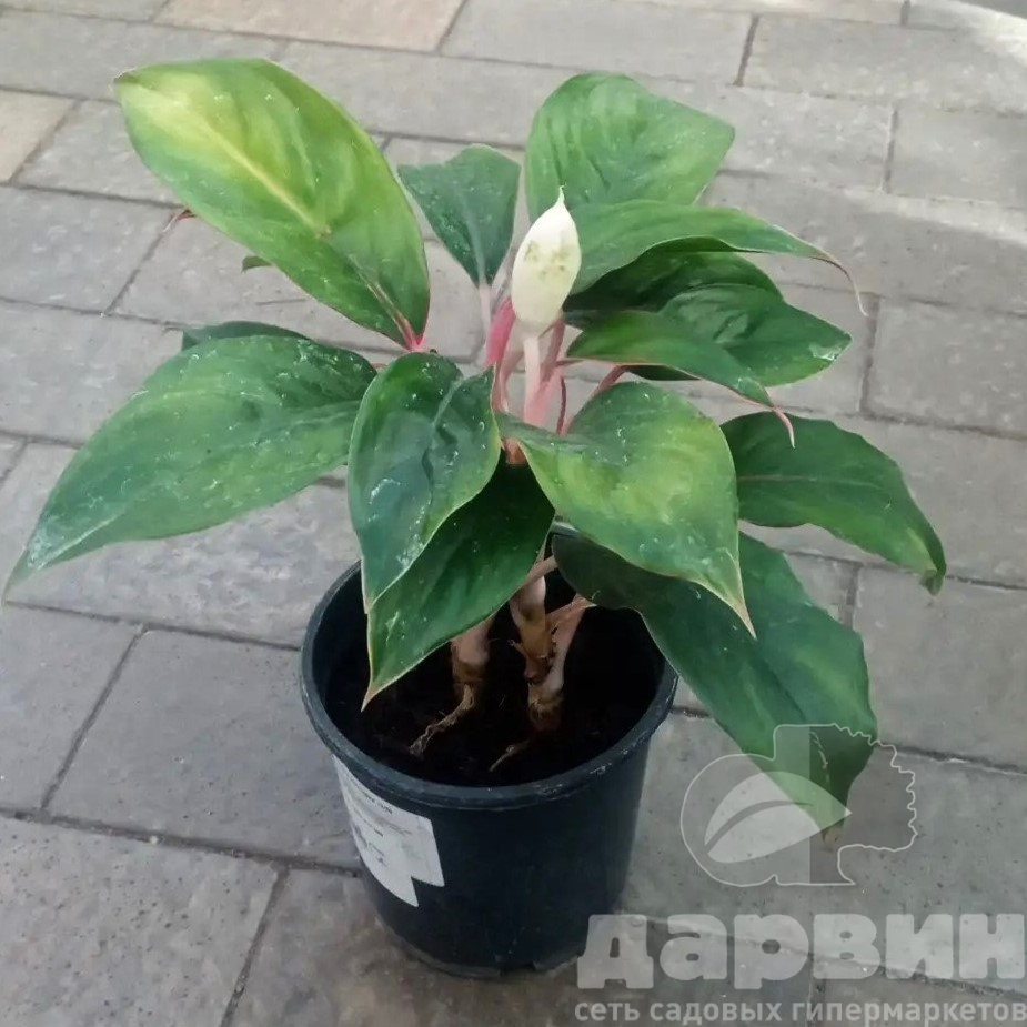 Аглаонема Мистерия d13 h40 ватермарка