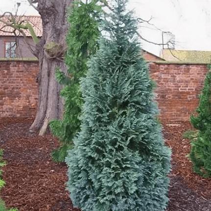 Кипарисовик лавсона Пелтс Блю v2 Lav 