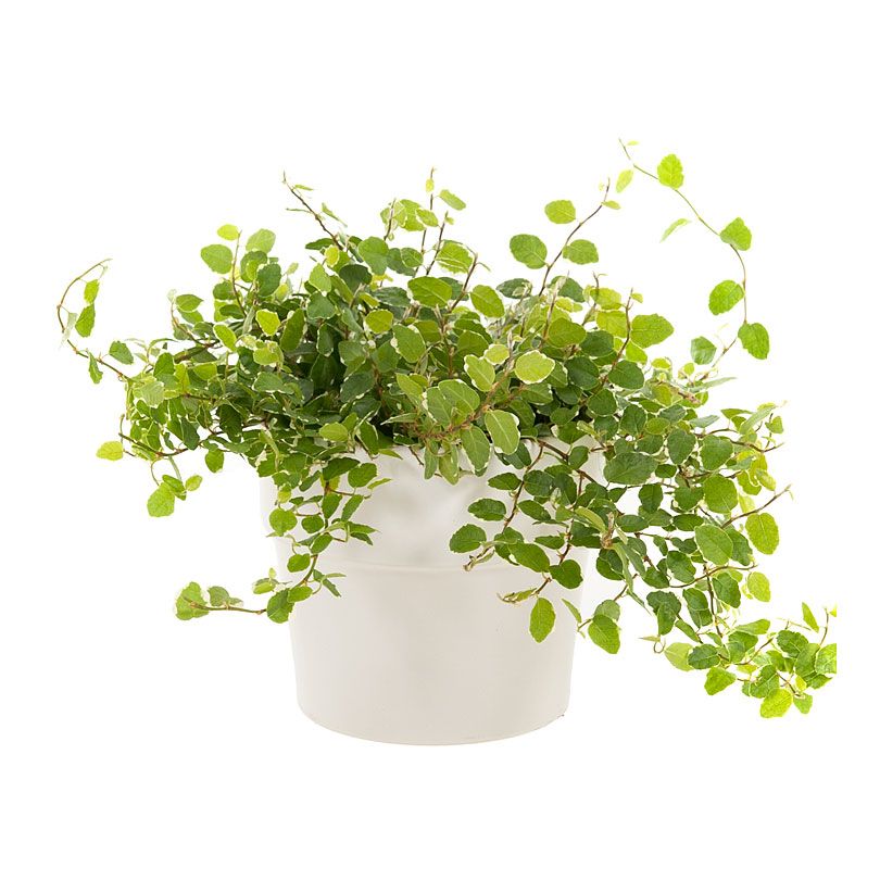 Фикус Пумила