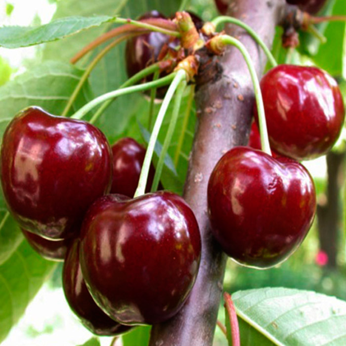 Вишня Новодворская v7 100-140 Tim 