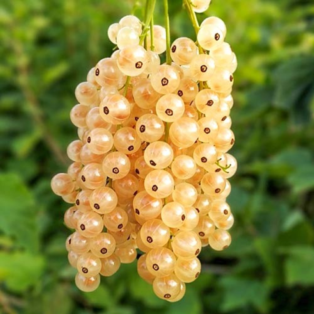 Смородина белая Белая Фея С5 20-40 ЦО 