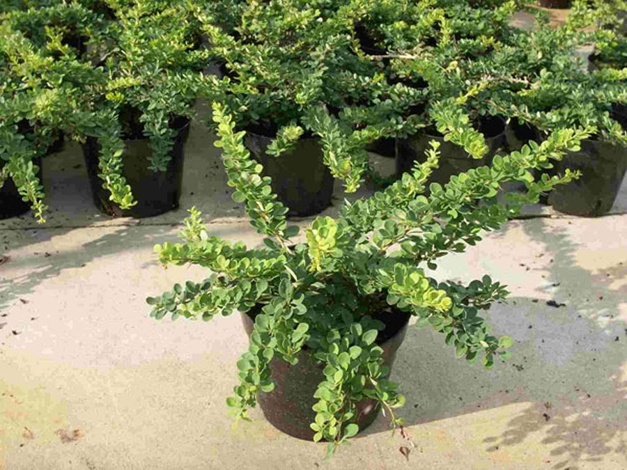 Барбарис тунберга Грин Карпет v2 Lav 