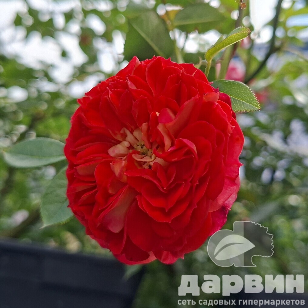 Роза плетистая Старлет Роуз Кармен v5 Lav 